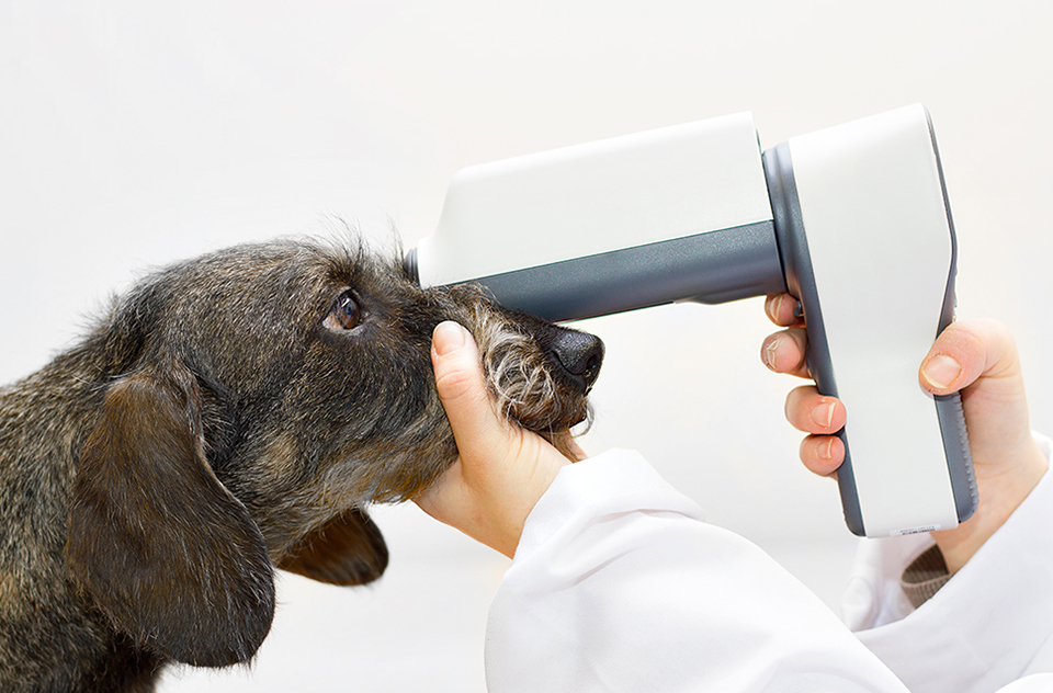 Vet handheld fundus camera in office picture