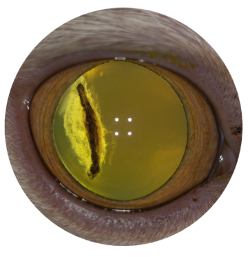 Cat eye surface image circled