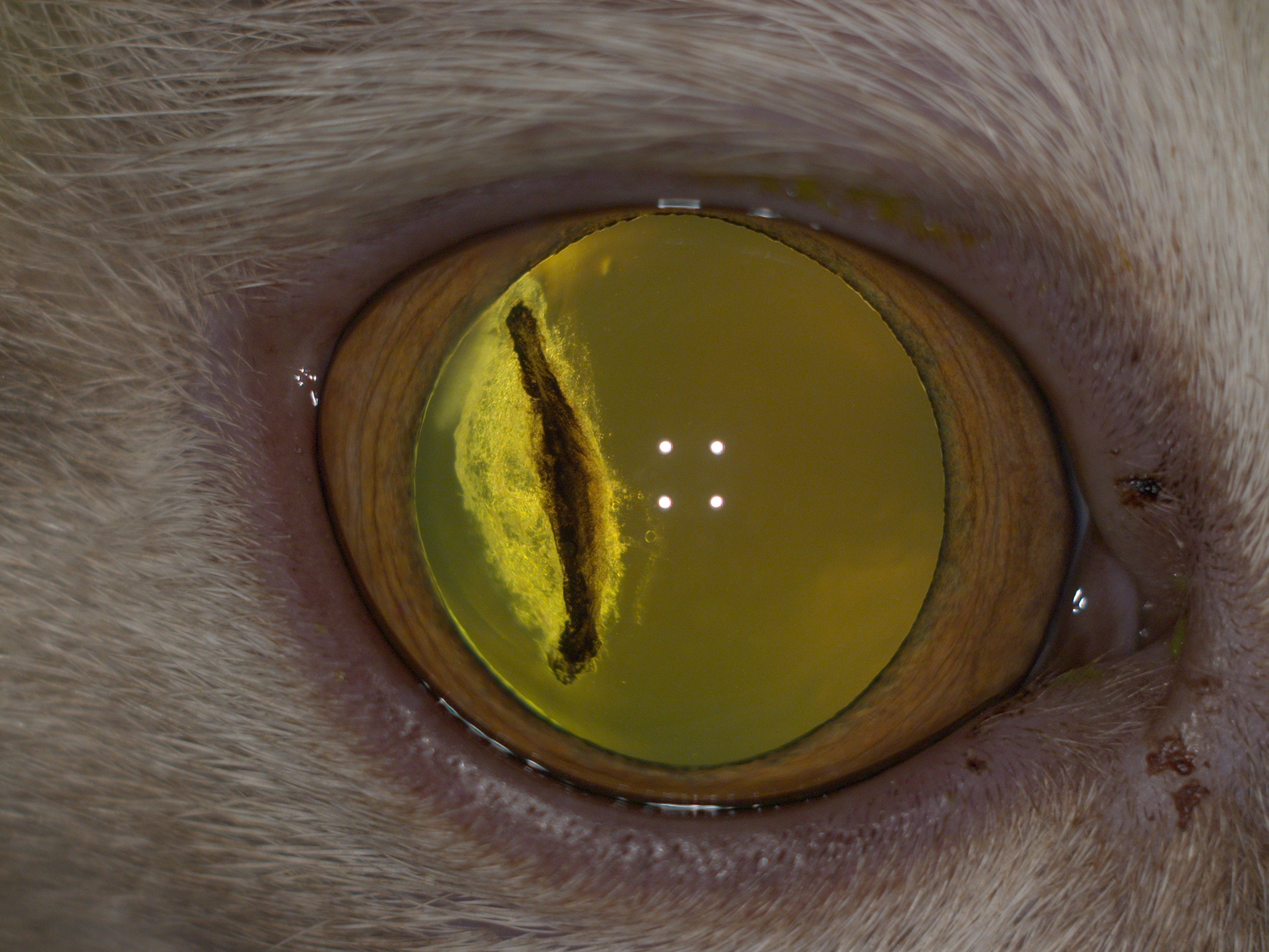 Cat eye surface image